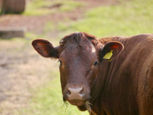Onze zoektocht naar biologische, grasgevoerde Tallow